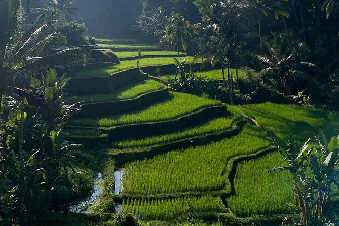 All Inclusive: Monkey Forest, Rice terrace, Holly Spring Temple - Price and value: what $67.24 buys you in Ubud