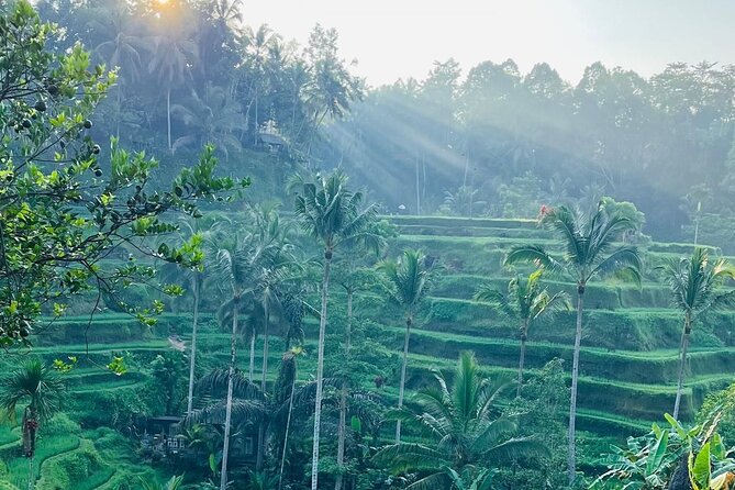 All Inclusive: Monkey Forest, Rice terrace, Holly Spring Temple - Monkey Forest Sacred Monkey Forest Sanctuary: 700 macaques and a short lesson in manners