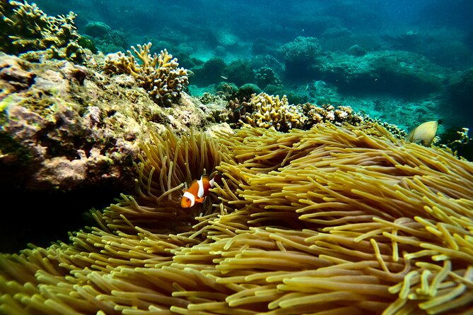 All Inclusive Snorkeling at Blue Lagoon with Lunch - Blue Lagoon Beach snorkeling: coral, fish, and that “wow” first hour