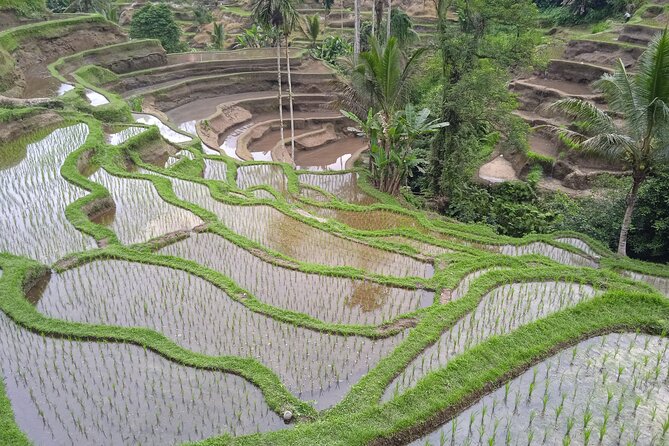 [All Inclusive] The Soul of Bali: Temples, Art & Traditions Tour - Goa Gajah (Elephant Cave): temple history without feeling rushed
