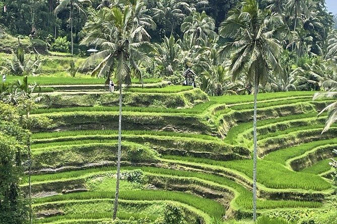 All Inclusive Ubud Cultural and Natural Highlights Tour - Monkey Forest Time With Longtail Macaques