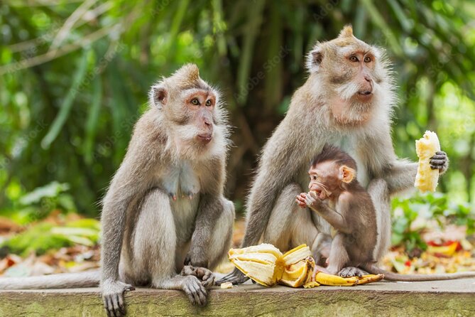 All Inclusive Ubud Private Day Tour - Why this all-inclusive Ubud private day tour makes sense