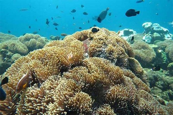 All Ticket Inclusive-Blue Lagoon Snorkeling-Ubud Monkey Forest & Ubud Waterfall - Blue Lagoon Beach snorkeling near Padangbai: what to expect