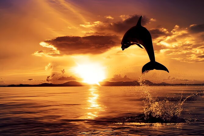 Amazing Bali Dolphin Watching Trip Experience - The 3:00 am Start: What It Feels Like and How to Prep