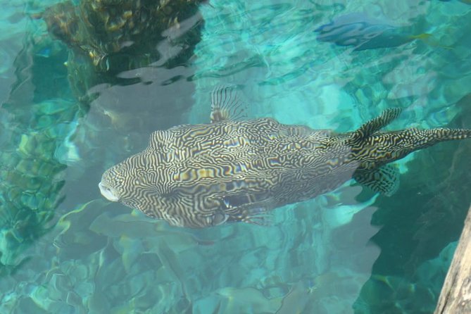 Amazing Blue Lagoon Snorkeling with Private Hotel Transfer - Blue Lagoon Snorkeling: Coral, Fish, and Clear Water Time