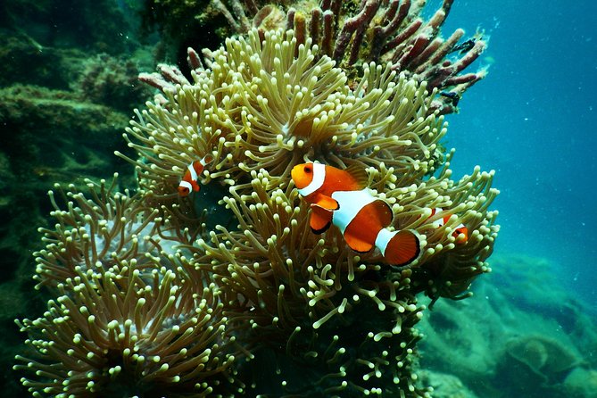 Amazing Blue Lagoon Snorkeling with Private Hotel Transfer - Upgrades That Add Big Photo Value: Gates of Heaven or Waterfalls