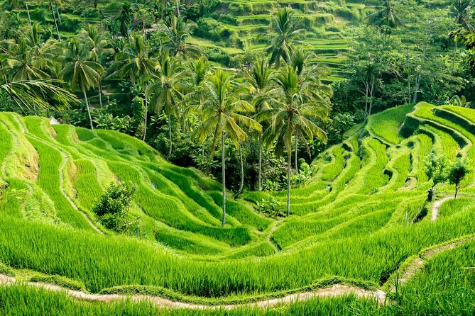 Bali All-Inclusive: Ubud Tour with Entrance Ticket and Lunch Included - Why This Ubud Tour Works Better Than Figuring It Out