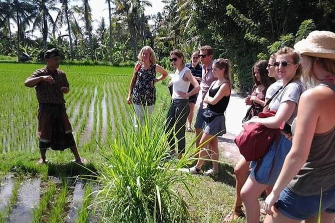 Bali Amazing Cooking Class - Price and value: why $34 feels fair in Ubud