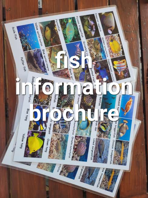 Bali/Amed: Transparent Kayak Experience - Practical Tips for Better Wildlife Sightings