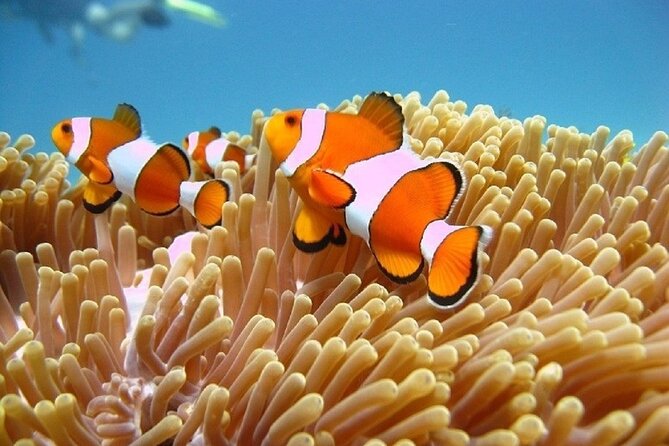 Bali ATV Quad Bike Adventure and Snorkeling Tour - Price and Value: Is $99 Worth It?