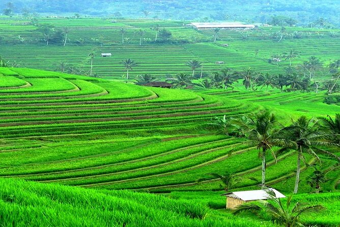 Bali: Bedugul Lake Temple, Banyumala Waterfall, UNESCO Rice Field - Lunch at Gong Jatiluwih: Food With a View, Not a Detour