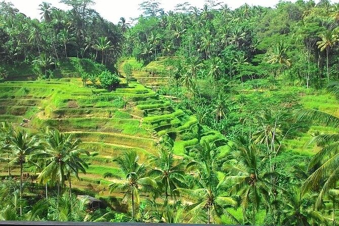 Bali Benoa Shore Excursion for cruise's passenger - All Inclusive - Uma Pakel Agro Tourism, coffee, ginger tea, and plantation variety