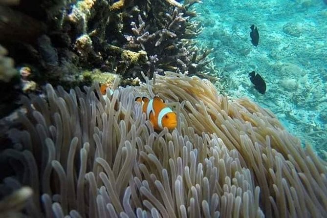 Bali Best Snorkeling at Blue Lagoon - Bali Blue Lagoon and Tanjung Jepun: why this area beats the crowds