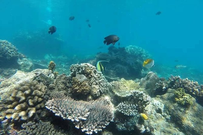Bali Best Snorkeling at Blue Lagoon - Instructor guidance and snorkeling equipment for real beginners