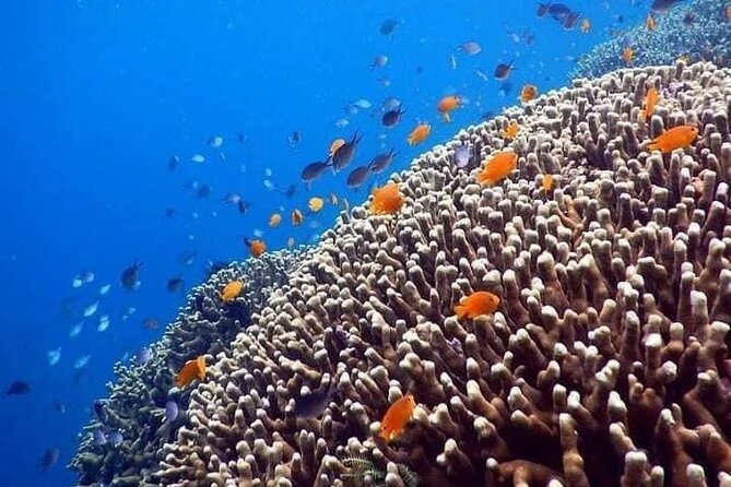 Bali Best Snorkeling at Blue Lagoon - Lunch plus coffee or tea: the included meal that actually helps