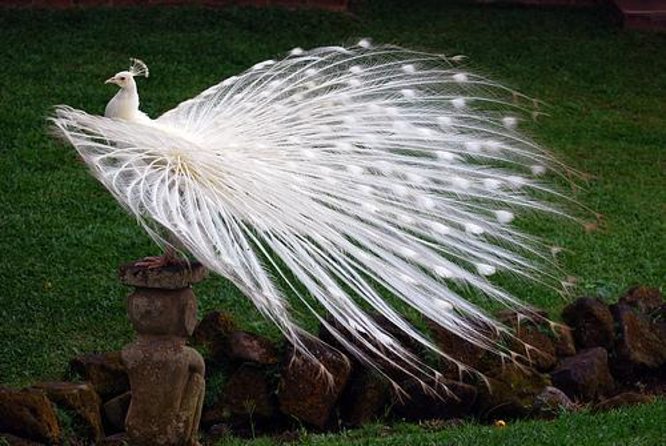 Bali Bird Park Admission Ticket with Hotel Transfer - Key Things I’d Plan Around
