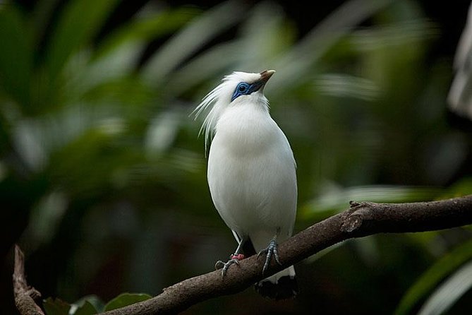 Bali Bird Park Admission Ticket with Hotel Transfer - Getting the Most Out of Photos and Close-Ups