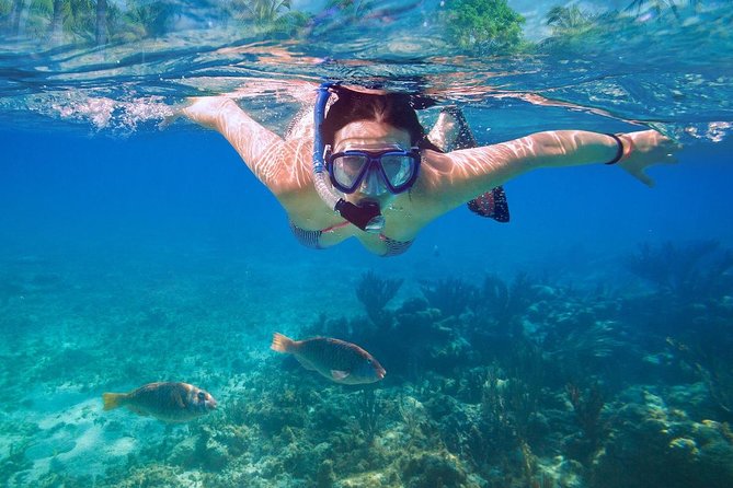 Bali Blue Lagoon Snorkeling Experience - What you might see underwater (and how to maximize your odds)