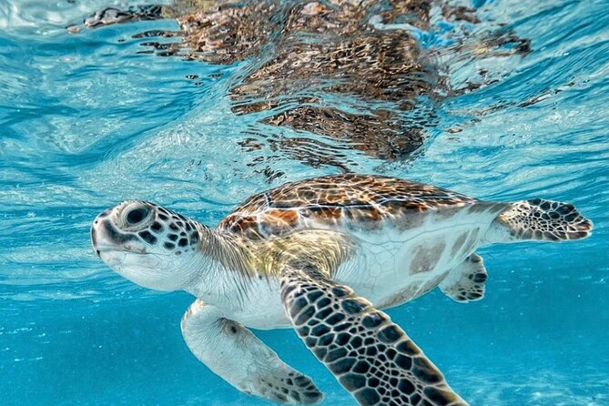 Bali Blue Lagoon Snorkeling with Optional Tour & Activities - Goa Lawah and Batuan Temple: Cultural Stops That Break Up the Pace