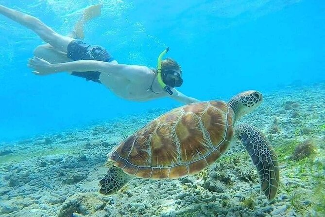 Bali Blue Lagoon Snorkeling with Private Transfer & Lunch - Weather, turtles, and the kind of timing that improves your odds