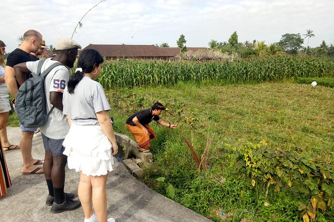 Bali Cooking Class and Ubud Sightseeing Tour - Transport and Pacing: How the Day Feels Without a Big Group