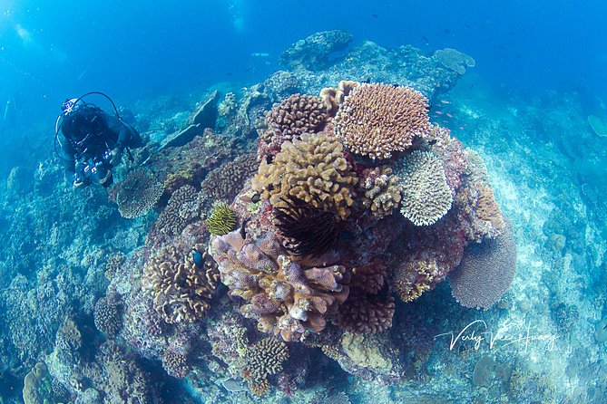 Bali Diving Day Trip-Manta Point/Tulamben Shipwreck-Fun Dive - USAT Liberty Wreck: Coral, portholes, and that WWII-to-reef feeling