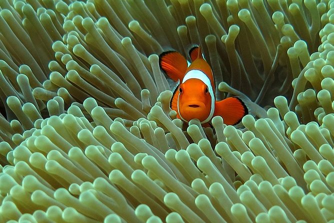 Bali Diving for Beginners: Tulamben Liberty Wreck - Quick hits before you go
