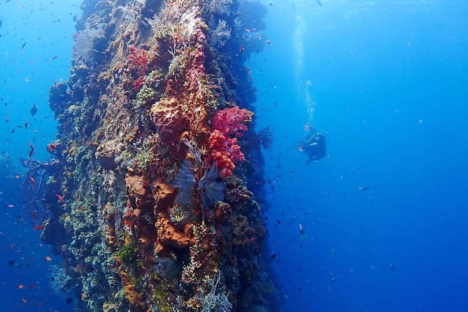 Bali Diving for Beginners: Tulamben Liberty Wreck - Price and Value: Is $89 Reasonable for This Setup?