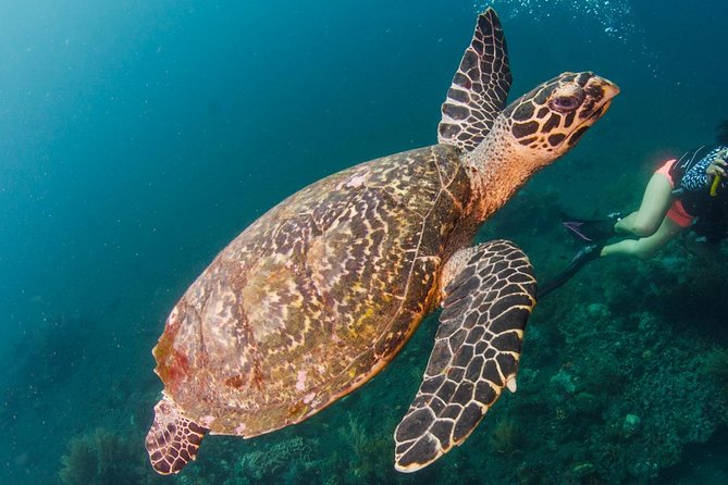 Bali Diving for Beginners: Tulamben Liberty Wreck - Transfers From Amed and Tulamben: Less Stress, More Learning Time