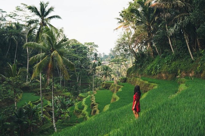Bali Highlights : Nature, Waterfall, Rice Terraces and Volcano - Key highlights you will feel right away
