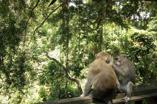 Bali Holy Bathing Ritual and Ubud Highlights tour - Tirta Empul First, Then Ubud: The Tour’s Real Story