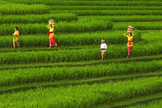 Bali Iconic Tour with Buffet Lunch and Attraction Tickets - Tegalalang Rice Terrace: farming scenery, not just selfies