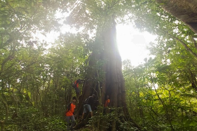 Bali Jungle Trekking and Lake Canoeing Tour - Tamblingan Jungle Sections, Banyan Trees, and the Temple Moment
