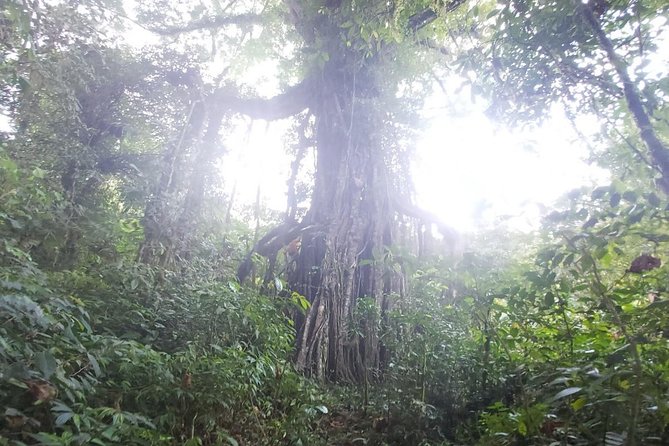 Bali Jungle Trekking and Lake Canoeing Tour - How to Prepare for a Steep, Slippery Jungle Day