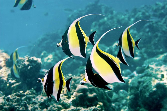 Bali Menjangan Island Snorkeling Day Tour - Key points before you go