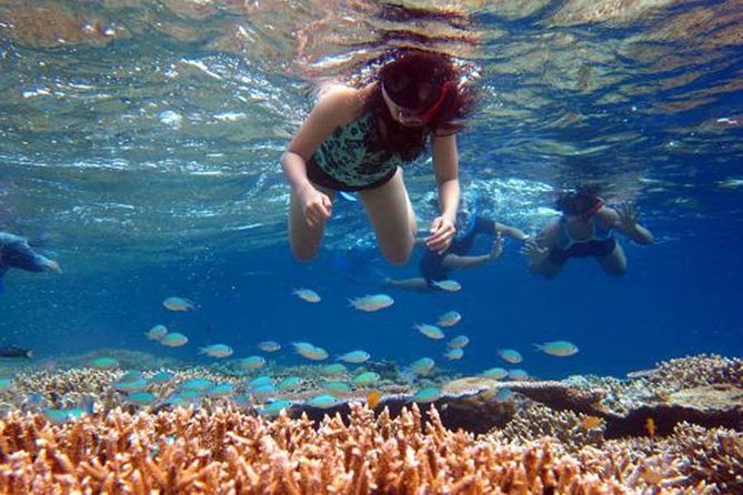 Bali Menjangan Island Snorkeling Day Tour - Why Menjangan Island reefs are worth the early start