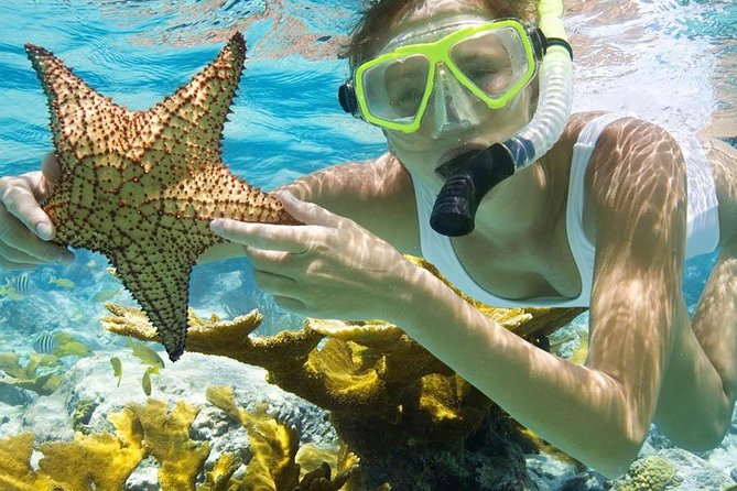 Bali Menjangan Island Snorkeling Day Tour - Snorkeling Menjangan Island: sea fans, reef life, and what to watch for