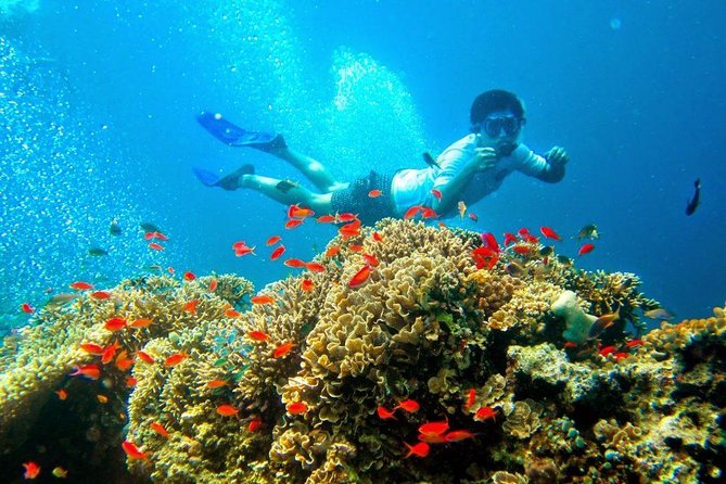 Bali Menjangan Island Snorkeling Day Tour - Kicking back on land: lunch, pace, and the small-group advantage