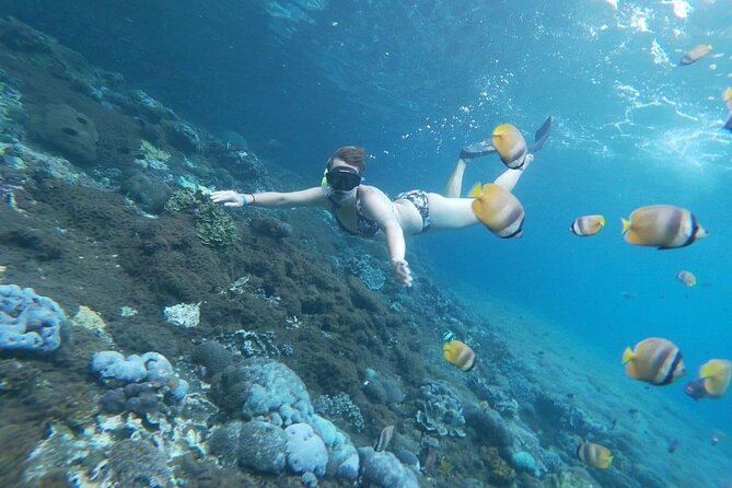 Bali Nusa Penida and Private Snorkeling (Manta Bay, Gamat, Wall) - Price and logistics: is $145 per person actually good value?