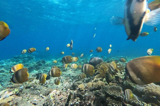 Bali Nusa Penida and Private Snorkeling (Manta Bay, Gamat, Wall) - Kelingking Beach, Angel Billabong, and Pasih Uug: the cliff-photo circuit