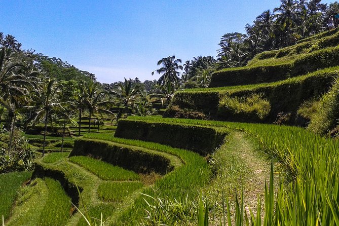 Bali Private Car Charter With English Speaking Driver - Price and value for $33 per person in Ubud