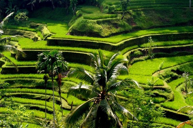 Bali Private Car Charter With English Speaking Driver - What’s included, what’s not, and how to budget your day