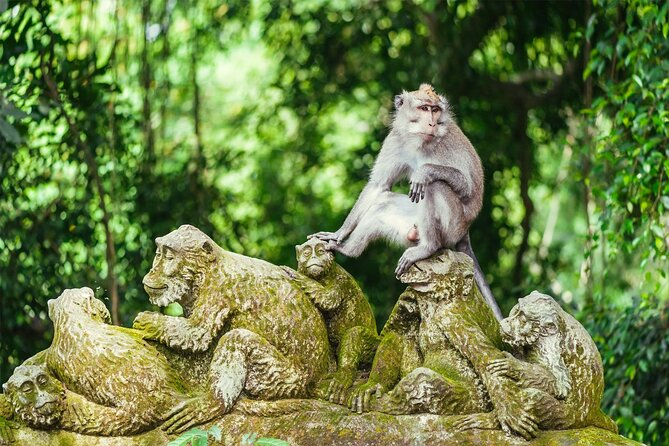 Bali Private Tour - Best of Ubud - All Inclusive - Monkey Forest Sanctuary to Tegalalang Rice Terraces: Two Views, One Morning