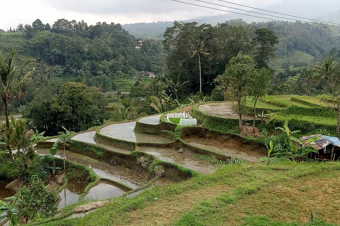 Bali Private Tour Guide And Driver - Building your route: from Ubud culture to Denpasar evenings to Uluwatu views