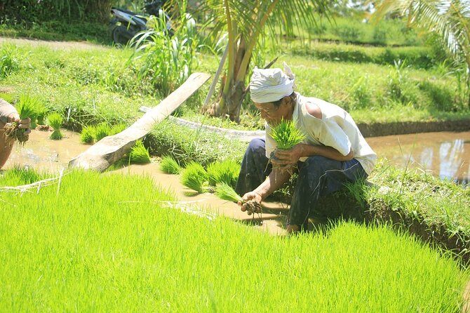 Bali Quad and Buggy Explorer Tour - What happens during the 1.5 hours: a step-by-step rhythm