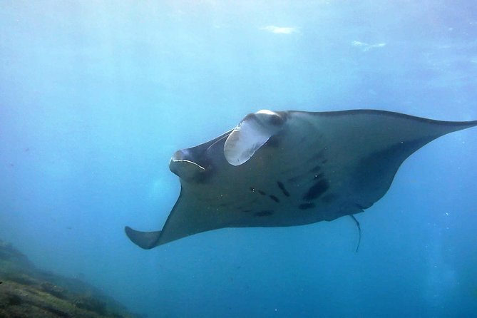 Bali Scuba Diving at Nusa Penida Manta Point For Certified Diver - Key things to know before you go