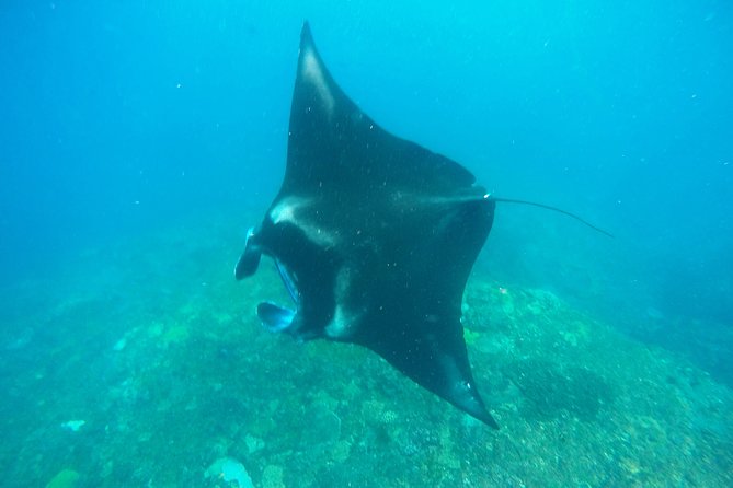 Bali Scuba Diving at Nusa Penida Manta Point For Certified Diver - Kicking Off From Sanur: 7:00 AM Start and a Full Day on the Water