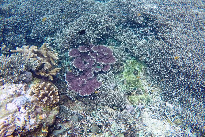Bali Scuba Diving at Nusa Penida Manta Point For Certified Diver - What’s Included (and What You Still Need to Bring)