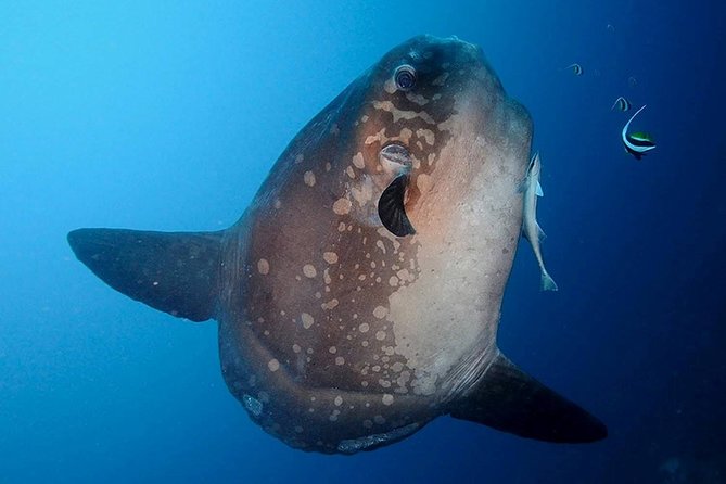 Bali Scuba Diving at Nusa Penida Manta Point For Certified Diver - Certified Diver Rules That Keep the Day Safe and Focused