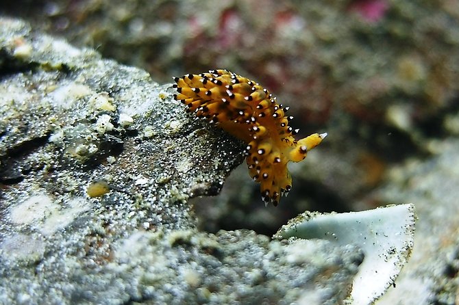 Bali Scuba Diving trip at Tulamben for Certified Diver - Underwater at the USS Liberty wreck: what to look for and how to make it enjoyable